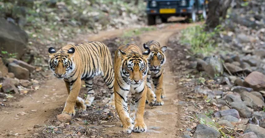 Ranthambore National Park: The Complete Guide